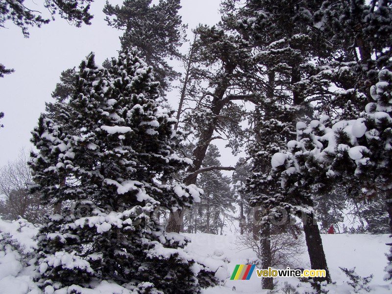 Wintery trees