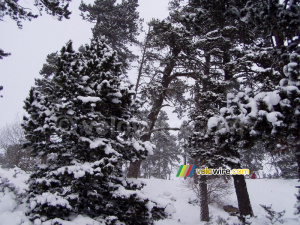 Wintery trees (270x)