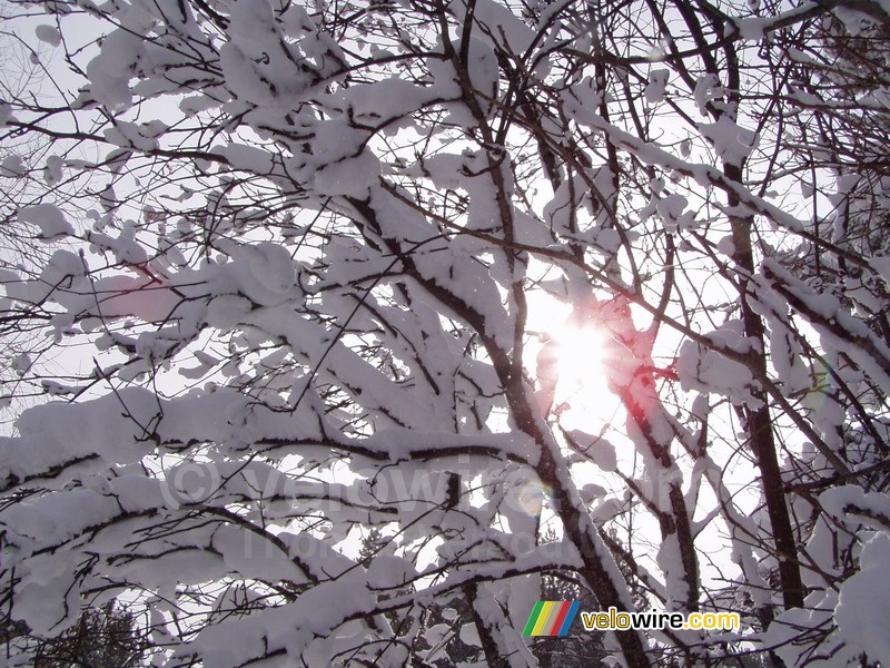 Le soleil à travers une arbre sous la neige