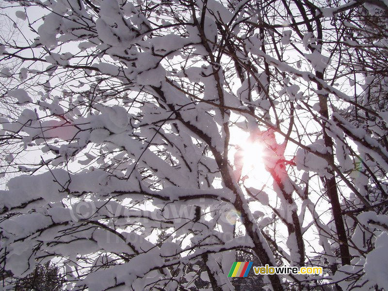 The sun shining through the tree in the snow