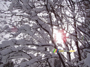 The sun shining through the tree in the snow (241x)
