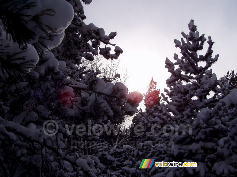 The sun shining through the tree in the snow