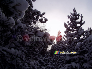 The sun shining through the tree in the snow (438x)