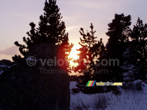 The sun shines through the trees (431x)