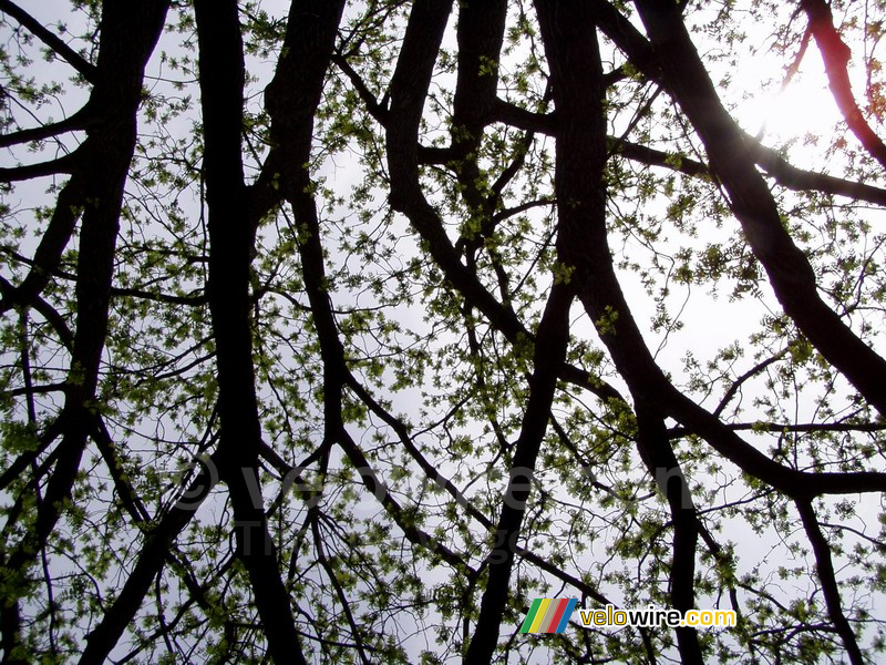 The sun seen through a tree