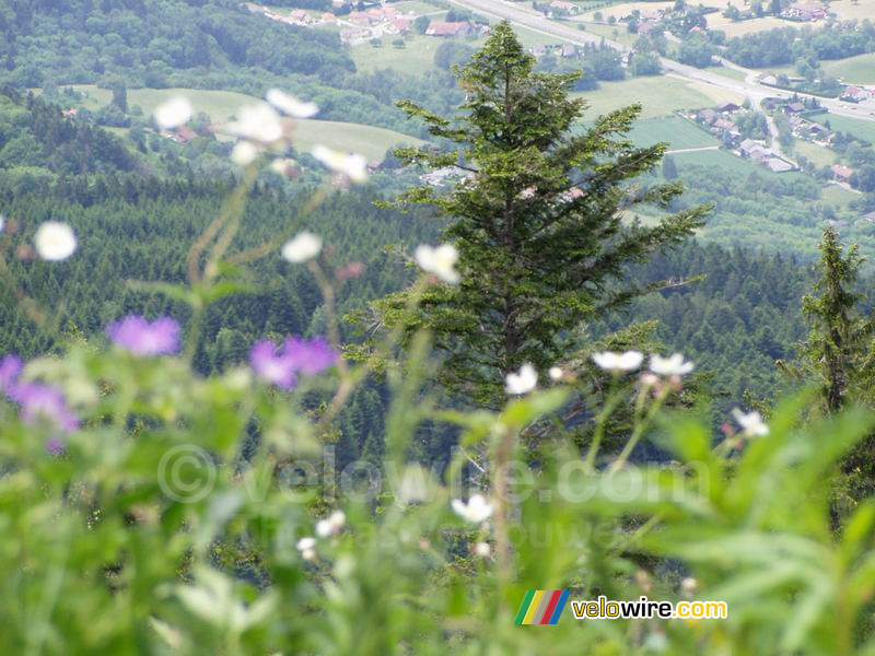 Des fleurs et un arbre