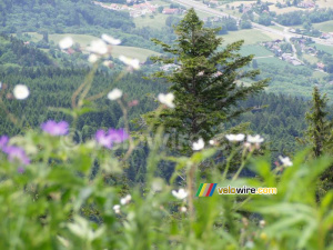 Flowers and a tree (185x)