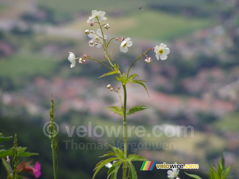 Une fleur