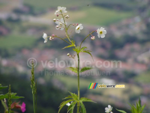 Flower (193x)