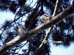 Pigeons (220x)