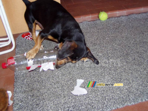 Beau s'amuse avec une bouteille (410x)