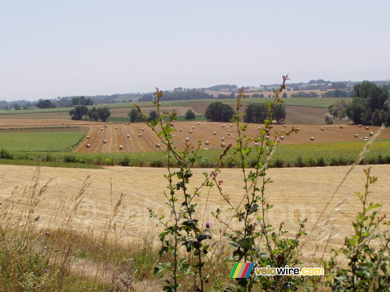 Les rouleaux de foin dans le champ