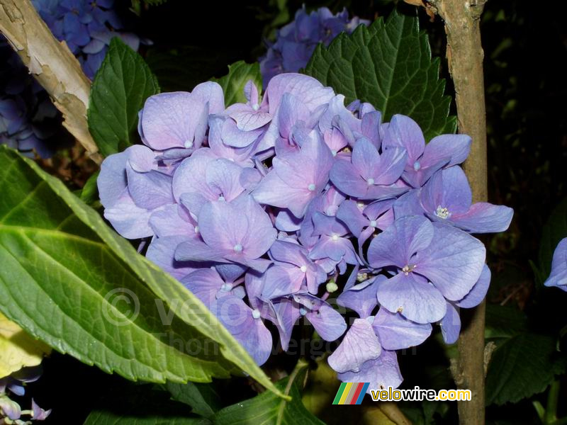 Hortensia