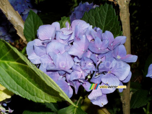 Hydrangea (201x)