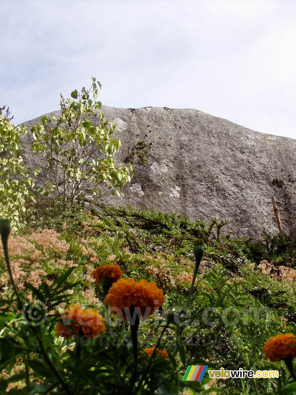 Le Tremblant des sept faux derrière les fleurs