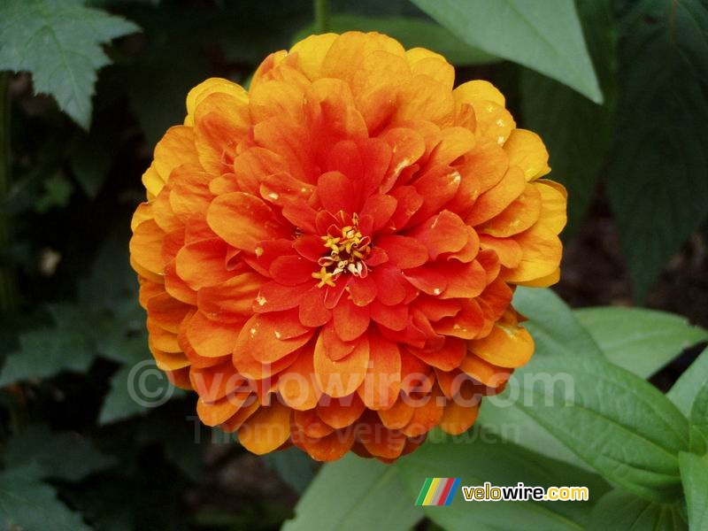 Een oranje bloem