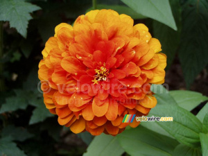 An orange flower (426x)