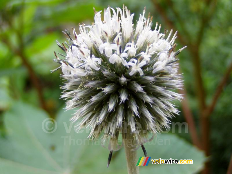 Une fleur blanche