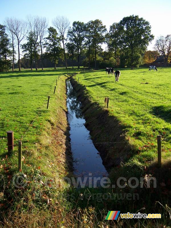 Een typisch Nederlands landschap (I)