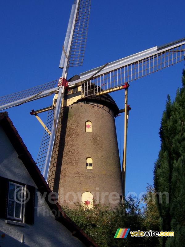 Molen de Korenbloem in Ulvenhout (I)