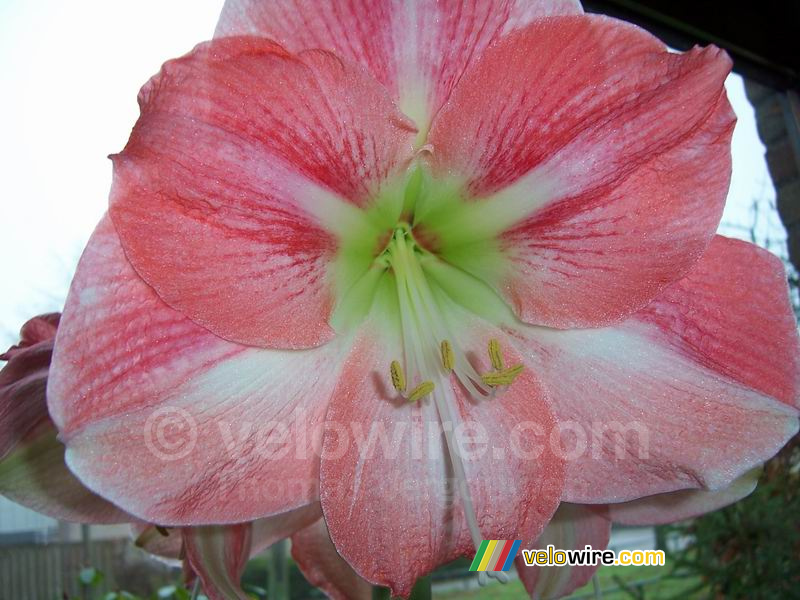 Amaryllis