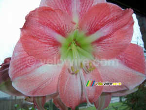 Amaryllis (211x)