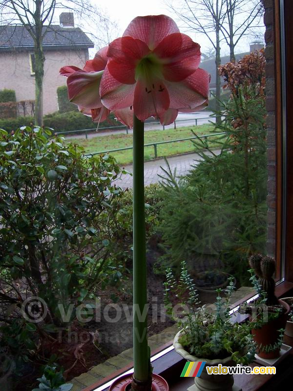 Amaryllis