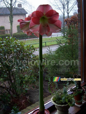 Amaryllis (214x)