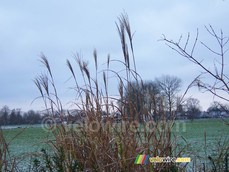 Une image hivernale VI