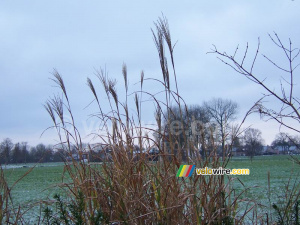 A wintery image VI (337x)