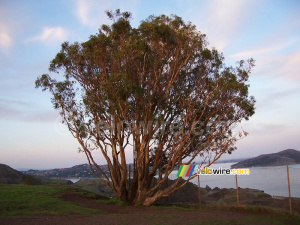 Un arbre à côté du Golden Gate Bridge (300x)