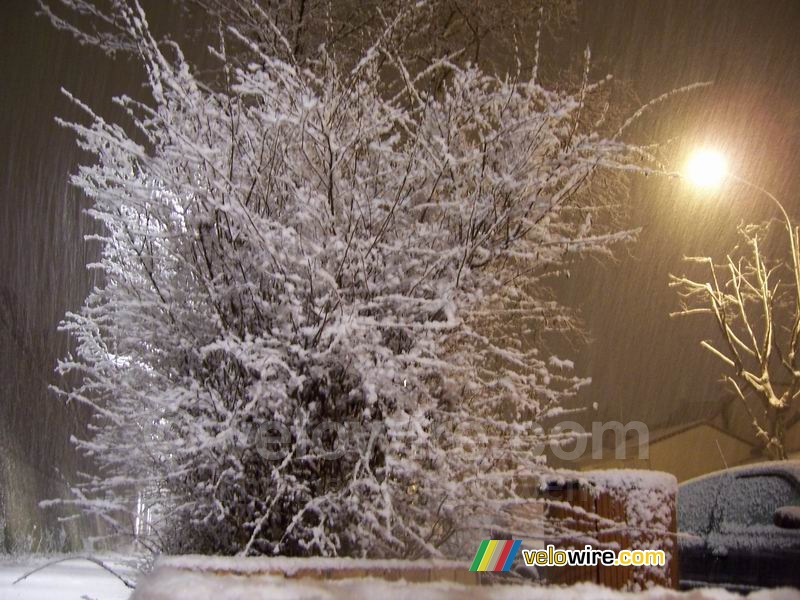 Bomen in de sneeuw (2)