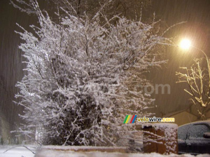 Trees in the snow (2) (213x)