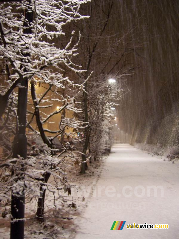 Bomen in de sneeuw (3)