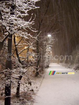 Trees in the snow (3) (203x)