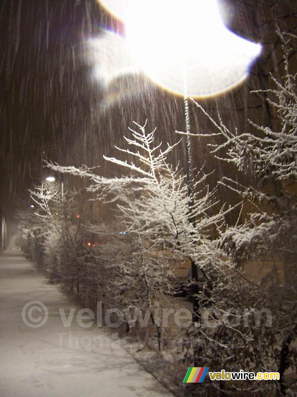 Bomen in de sneeuw (4)