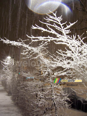 Trees in the snow (5) (233x)