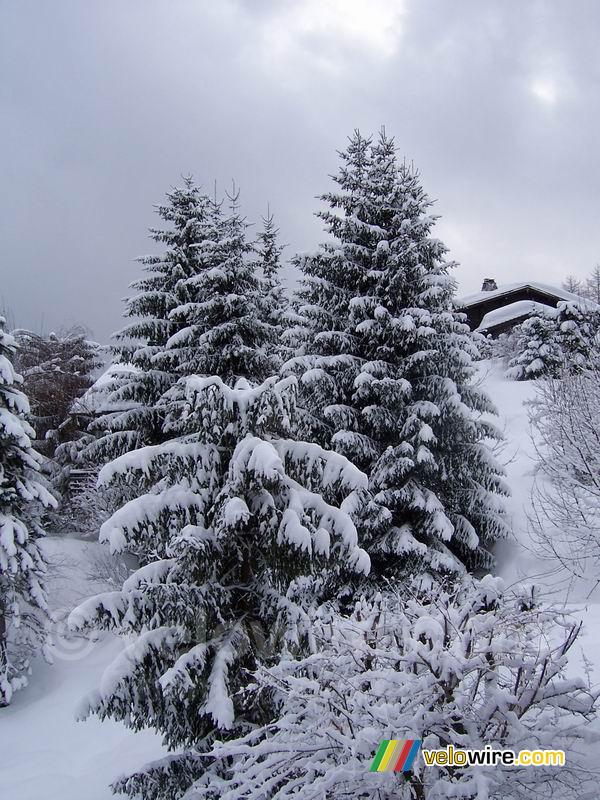 Trees in the snow