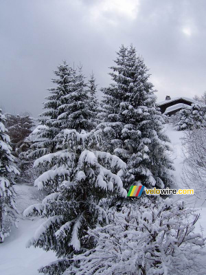 Trees in the snow (175x)