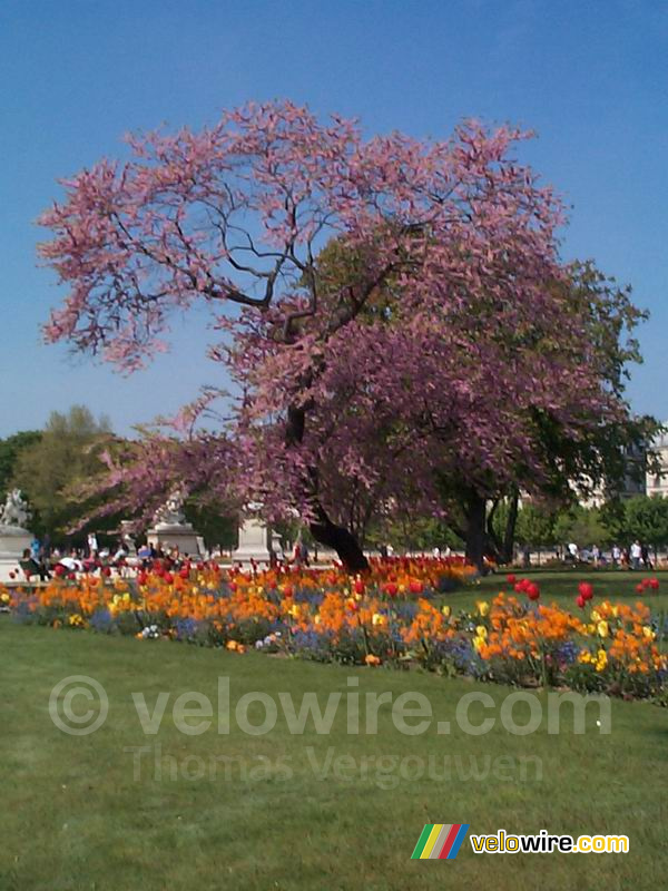 Jardin des Tuileries 2