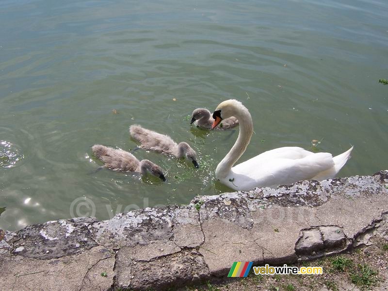 A swan with cygnets