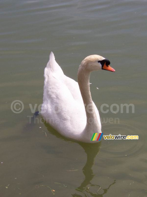 A swan (266x)