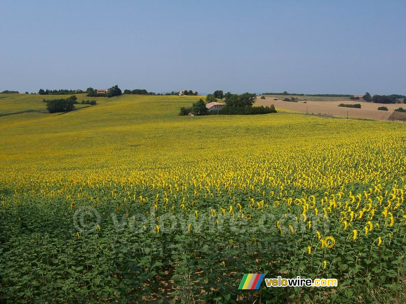 Een zonnebloemveld: zonnebloemen zover je kunt kijken ...