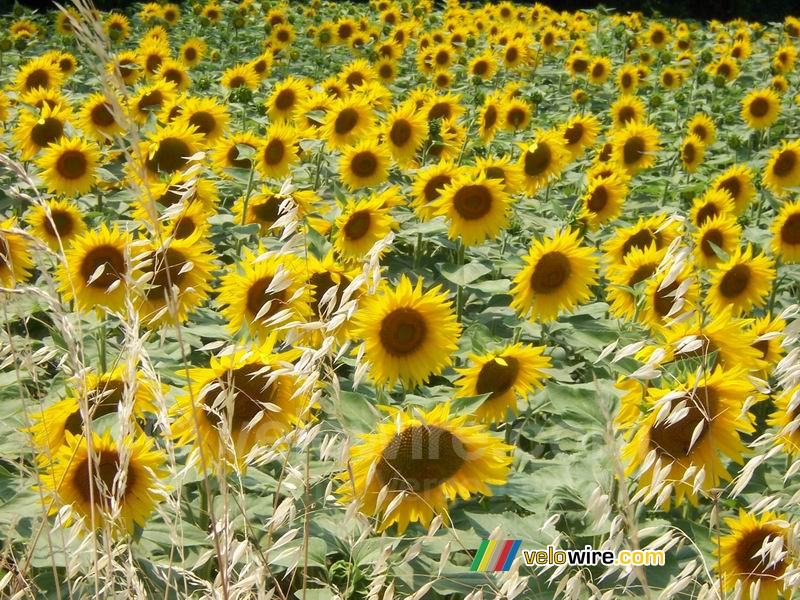 Een zonnebloemveld