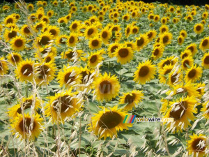 Un champ de tournesols (1381x)