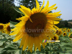 Un tournesol (2531x)