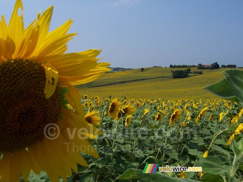 A field of sunflowers (2)