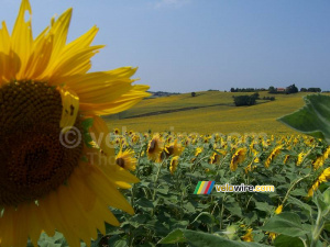 Un champ de tournesols (2) (672x)