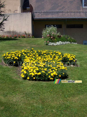 Saint-Jean-de-Maurienne: a flower yellow jersey (813x)