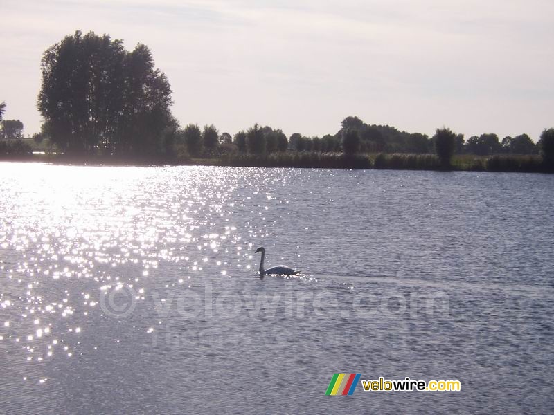 Een zwaan op het meer